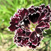 30 Black & White CHIANTI DIANTHUS Chinensis China Pink Flower Seeds