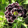 30 Black & White CHIANTI DIANTHUS Chinensis China Pink Flower Seeds