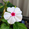 100 BRIGHT EYES PERIWINKLE Vinca Rosea Dwarf White & Pink Flower Seeds