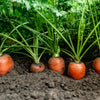1500 TENDERSWEET CARROT Deep Orange Red Daucus Carota Vegetable Seeds