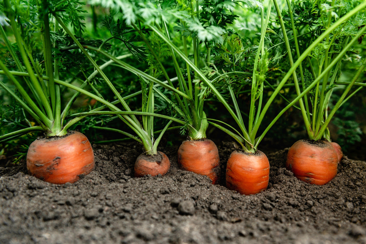Tendersweet Carrot Seeds – Deep Orange Red Daucus Carota Vegetable – photo 3