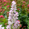 50 WHITE Swan CLARY SAGE Salvia Viridis Horminum Herb Flower Seeds