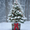 Grow Your Own CHRISTMAS TREE - Balsam Fir ( Abies Balsamea ) Gift Packet of Tree Seeds