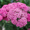 250 PINK Cerise QUEEN YARROW Achillea Millefolium Flower Seeds