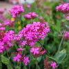 1000 TALL CATCHFLY (Campion / None So Pretty) Silene Armeria Pink Flower Seeds