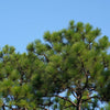 5 Pine Nut ITALIAN STONE PINE Pinus Pinea Umbrella Tree Seeds