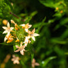 100 LARGE FLOWERED PHLOX Collomia Grandiflora Flower Seeds