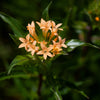 100 LARGE FLOWERED PHLOX Collomia Grandiflora Flower Seeds