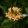 Large Flowered Phlox Seeds – Collomia Grandiflora Flower – photo 6