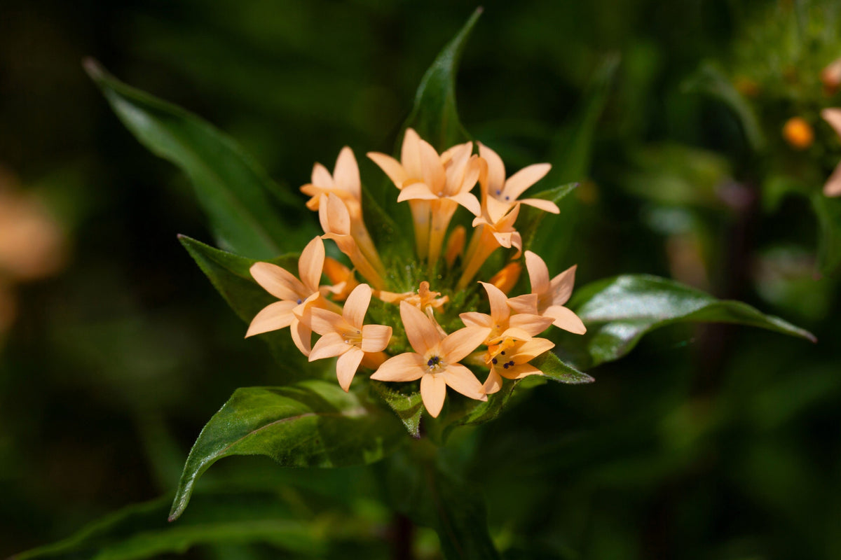 Large Flowered Phlox Seeds – Collomia Grandiflora Flower – photo 6