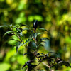 20 ROYAL BLACK PEPPER Capsicum Annuum Very Hot Chilli Vegetable Seeds