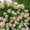 50 PEE GEE HYDRANGEA Paniculata Peegee Panicle White Pink Flower Shrub Seeds