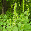 500 GIANT YELLOW HYSSOP Agastache Nepetoides Herb Flower Seeds