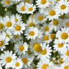 1000 GERMAN CHAMOMILE Matricaria Recutita Chamomilla Herb Flower Seeds