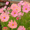 20 APRICOTTA COSMOS Bipinnatus Apricot & Rose Pink Bicolor Flower Seeds