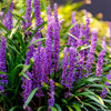 5 LILYTURF Liriope Muscari aka Big Blue Lily Turf / Monkey Grass Flower Seeds