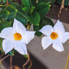5 CHILEAN JASMINE / MANDEVILLA Laxa White Fragrant Flower Vine Seeds