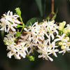 20 SEVEN SON Shrub Tree Heptacodium Miconioides White Red Flower Seeds