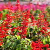 400 SCARLET SAGE (Lady-In-Red Salvia / Blood Sage / Red Texas Sage) Salvia Coccinea Flower Seeds