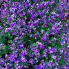 500 Purple FEBRUARY ORCHID Violet Cress Orychophragmus Violaceus 2" Flower Edible Vegetable Seeds