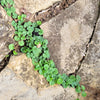 1000 DICHONDRA Repens aka Lawn Leaf Flower Evergreen Ground Cover Seeds