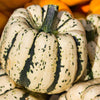 Sweet Dumpling Squash Seeds – Orange Winter Delicata Cucurbita Maxima Vegetable – photo 2