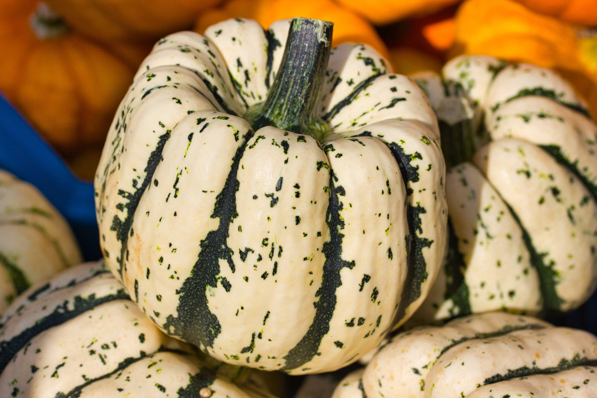 Sweet Dumpling Squash Seeds – Orange Winter Delicata Cucurbita Maxima Vegetable – photo 2