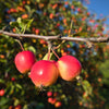 30 Sargent CRAB APPLE Shrub Hummingbird Flower White Red Malus Sargentii Seeds