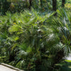 30 CALIFORNIA FAN PALM Tree Petticoat Arizona Desert Washingtonia Filifera Seeds