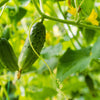 200 NATIONAL PICKLING CUCUMBER Fruit Cucumis Sativus Seeds