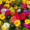 100 Mixed Colors PORTULACA MOSS ROSE Grandiflora Flower Seeds