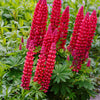 25 RED LUPINE 'My CASTLE' Lupinus Polyphyllus Scarlet Russell Lupin Band of Nobles Series Flower Seeds