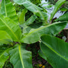 5 PLANTAIN BANANA Musa Balbisiana Hardy Red Flowering Sweet Wild Fruit Tree Seeds