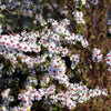 100 WHITE HEATH ASTER Prairie Ericoides Flower Seeds
