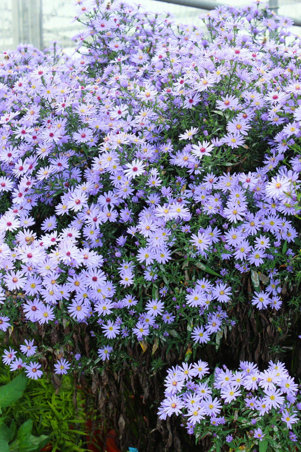 Heart Leaved Aster Seeds – Cordifolius Blue Wood Aster Flower – photo 8