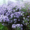 Heart Leaved Aster Seeds – Cordifolius Blue Wood Aster Flower – photo 4