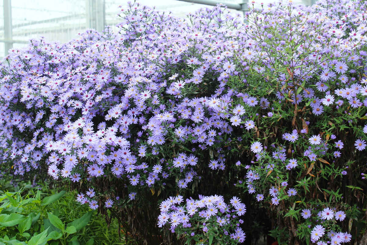 Heart Leaved Aster Seeds – Cordifolius Blue Wood Aster Flower – photo 4