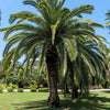 10 COCO PALM Jelly Palm Pindo Butia Capitata Edible Fruit Tree Houseplant Seeds
