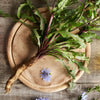 1000 CHICORY (Blue Daisy / Blue Sailors / Coffeeweed / Succory) Chicorium Cicorium Intybus Flower Herb Seeds