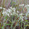 100 White SWEET EVERLASTING Gnaphalium Obtusifolium Butterfly Flower Herb Seeds