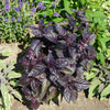 500 RED RUBIN BASIL Ocimum Basilicum Purpurascens Spicy Herb White & Lavender Flowers Seeds