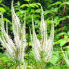 1000 CULVERS ROOT (Black Root) Veronicastrum Virginicum Flower Seeds