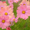 20 APRICOTTA COSMOS Bipinnatus Apricot & Rose Pink Bicolor Flower Seeds
