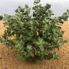 10 GIANT MILKWEED Sodom Apple Calotropis Procera Crown Flower Shrub Seeds