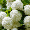 30 EUROPEAN CRANBERRY / SNOWBALL Tree Guelder Rose Viburnum Opulus Red Fruit White Flower Seeds