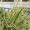 10 Variegated NEW ZEALAND FLAX Phormium Tenax Variegatum Ornamental Grass Flower Seeds