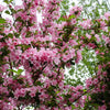 50 OLD FASHIONED WEIGELA Florida Bush Shrub Flower Seeds