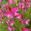 100 Pink GAURA WHIRLING BUTTERFLIES Gaura Biennis Flower Seeds