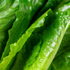 3000 PARRIS ISLAND Romaine LETTUCE Lactuca Sativa Vegetable Seeds