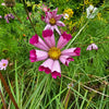 200 COSMOS SEASHELLS Cosmos Bipinnatus Sea Shells Flower Seeds